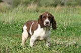 SPRINGER SPANIEL 041